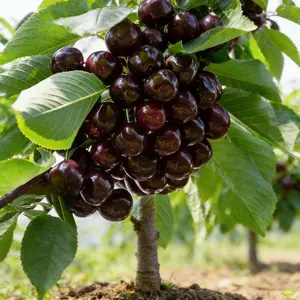Cherry Tree Live Plant Sweet Fruit Potted Plant, Perfect for Small Gardens