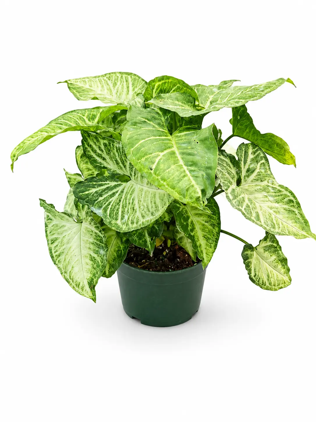 Syngonium White Butterfly, Live Plant, Easy Care, Tropical Houseplant