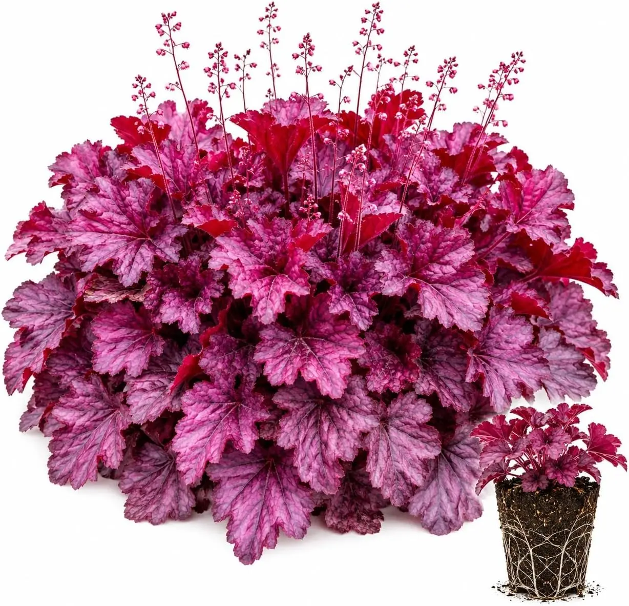Heuchera Wild Rose Live Plant Plug – Vibrant Rose-Purple Coral Bells Perennial for Shade Gardens, Borders & Containers