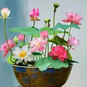 20 Pcs Mixed Bowl Lotus Seeds – Rare Color Water Lilies, Easy to Grow in Containers, Perfect for Patio or Balcony Gardens