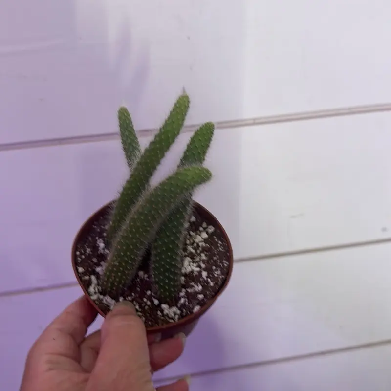 Monkey tail / foxtail cactus