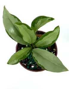 Hoya AH 074