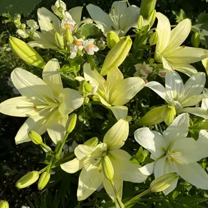 1 lily bulbs, perfect for potting and gardens