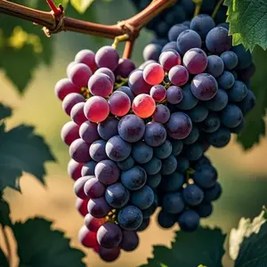 50 PCS Giant Grape Seeds – Juicy & Delicious, Easy to Grow, High-Yield Fruit, Hardy Variety for Home Gardens & Containers