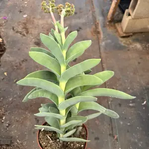 Propeller Succulent 6 inch pot