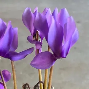 Cyclamen Live Plant with Purple Blue Flowers in 4" Pot - Vibrant Bloom for Home Decor