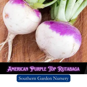 Rutabaga Seeds - American Purple Top Swedes Turnips - Survival Garden Staple Root Vegetable Crops - Non-GMO Home Garden Plant Seed