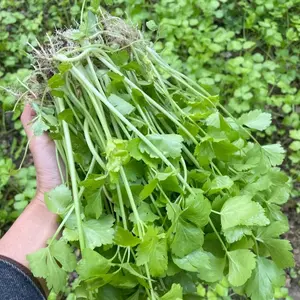 3000 Chinese Celery Seeds Small Leaf Celery for Home Garden Fast Growing Fragrant Vegetable Ideal for Stir Fry Soups and Garnishes