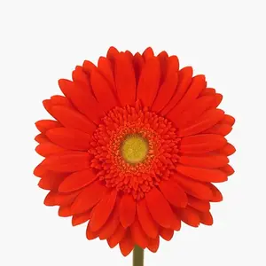 Gerber Red Explosion - 50 Stem Bunch