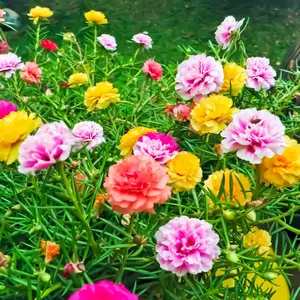 50/100pcs Colorful Portulaca Seeds – Vibrant Moss Rose for Low-Maintenance Outdoor Gardens – Perfect for Containers & Hanging Baskets Easy To Grow
