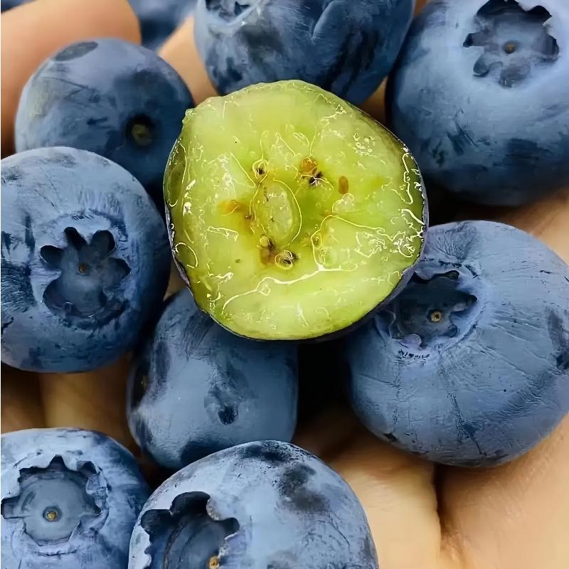 Blueberry Tree Seedlings – Bare Root Shipping – Strong Root System – Perennial Fruit Plants – Low Maintenance – Suitable for Containers or Ground Planting Sapling – Great for Beginners & Home Growing Compact Hardy