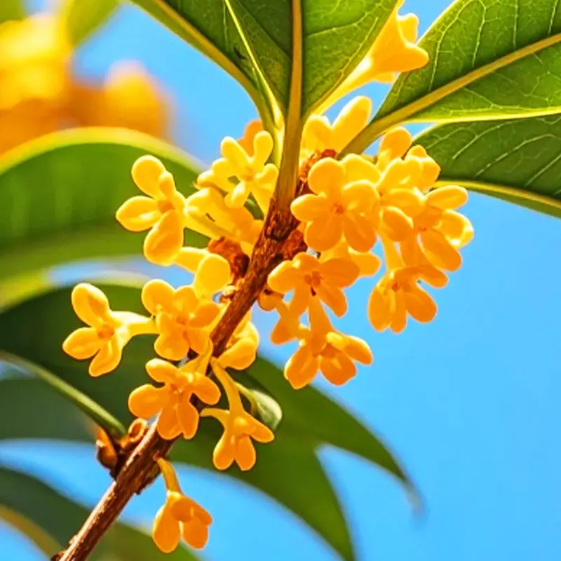 Grafted Golden Osmanthus Fragrans Saplings, Live Sweet Olive Tree, Strong Fragrant Yellow Blooms, Evergreen Potted & Outdoor Garden Plant, Easy to Grow, Early Blooming