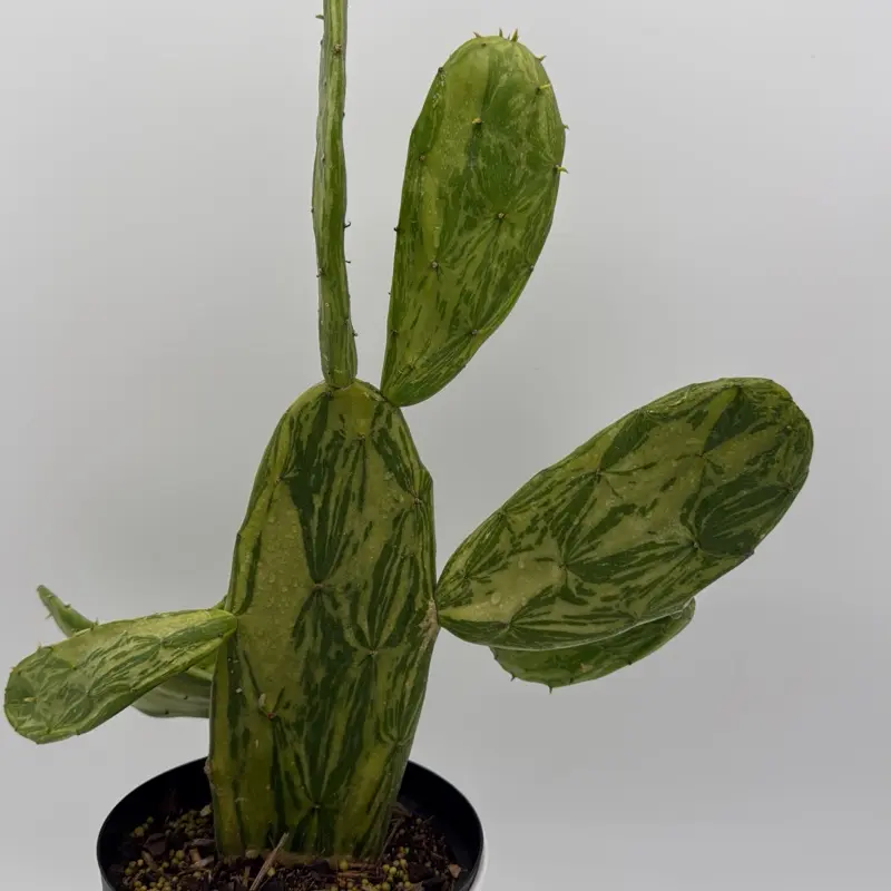 Variegated Opuntia prickly pear Cactus 6" pot - Low Maintenance & Vibrant  Color for Sunny Spots Plant Decorative Garden Patio - TikTok Shop