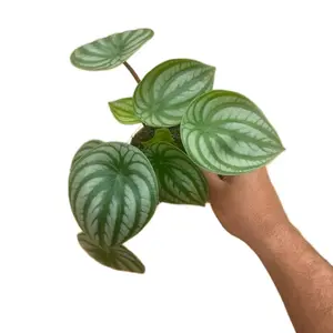 Peperomia Watermelon - 4 Inch Pot