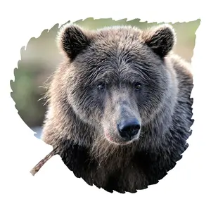 Bear Face Aspen Leaf Wall Art