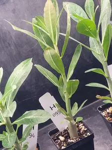 Adenium Obesum Seedling with Pretty Flowers - Plant Specimen in Pot - Planting Material, Pick out LIVE