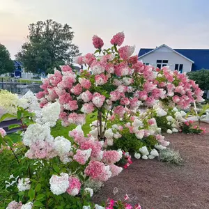 50 Strawberry Hydrangea Seeds Pink & White Blooms Hardy Perennial Shrubs Spring Planting Zones 3-10 Pollinator Friendly Easy to Grow