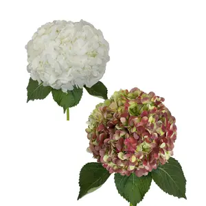 White and Antique Red Jumbo Hydrangeas