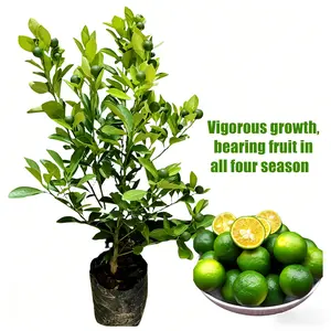 Dwarf Key Lime Tree Starter Plant – Compact Citrus Tree for Home & Patio Garden