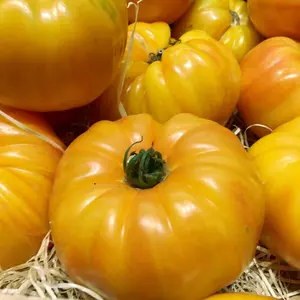 Giant Belgium Yellow Tomato Seeds (Solanum lycopersicum) – Heirloom Beefsteak, Extra-Large Golden Fruits with Sweet, Mild Flavor
