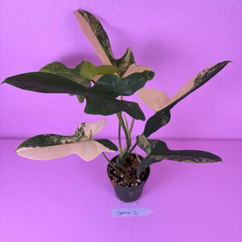Philodendron Bipennifolium Variegated 4 | Violin Philodendron | Rare Plant  - TikTok Shop