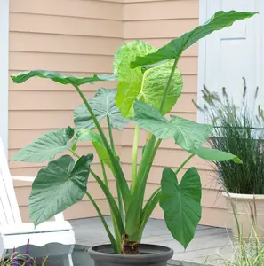 GIANT Elephant Ear Colocasia Bulbs (2 Bulbs)