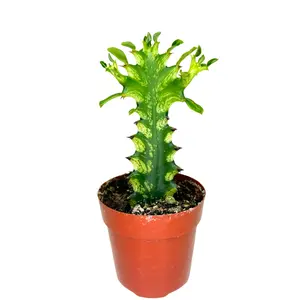 2.5" Euphorbia Trigona Variegated – Live Indoor Plant