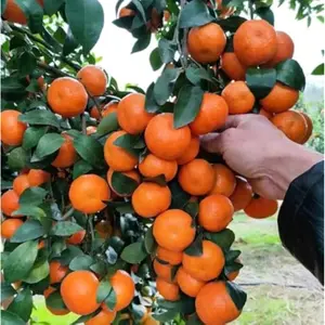 20PCS Mandarin Orange Seeds Perennial Citrus Reticulata Blanco Bonsai Tree Seeds