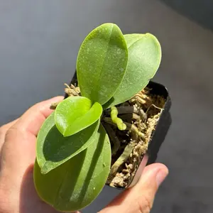 Mini White Orchids in a 3” Pot Live Houseplants Flower Decorative