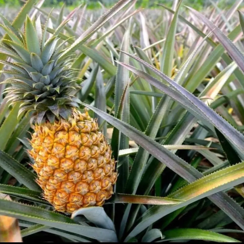 pineapple plants for sale - TikTok Shop