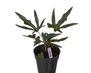 Anthurium Podophyllum Live Plant 6” Pot | Palm Leaf Anthurium