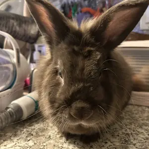 Pet Groomer 7-in-1 Pet Grooming Kit with Vacuum Function for Dogs Cats Includes 6 Guide Combs Low Noise Design Universal Design