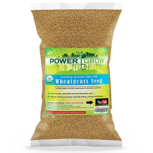 Wheatgrass Seed - Organic NON-GMO (Choose Size)