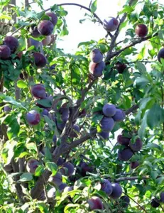 Dwarf Santa Rosa Plum Tree seedling