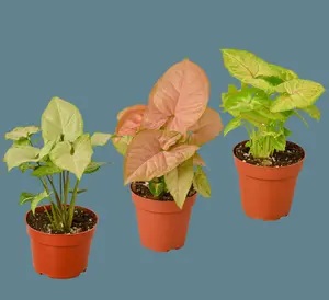 3 Different Syngonium Plants - Arrowhead Plants - Trio of Wonders in 4" Pots | Live Evergreen Perennial