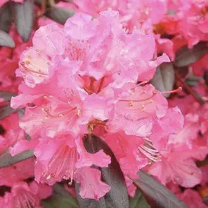 Landmark Rhododendron