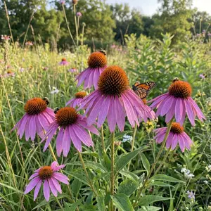 200 Pcs Purple Coneflower Flower Seeds for Planting Outdoor-Perennial Eustoma Cut Flower Plant Garden Home Ornamental Non-GMO