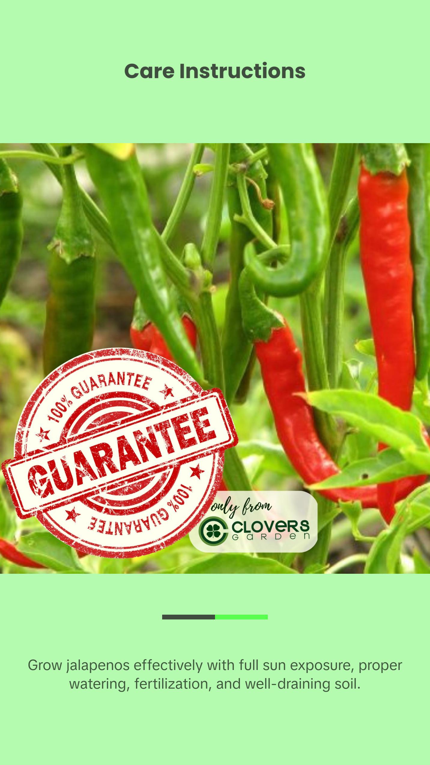 Jalapeno Megatron Peppers | Two Live Garden Plants | Jumbo Fruit, Non-GMO, Mild Heat, Great Producer