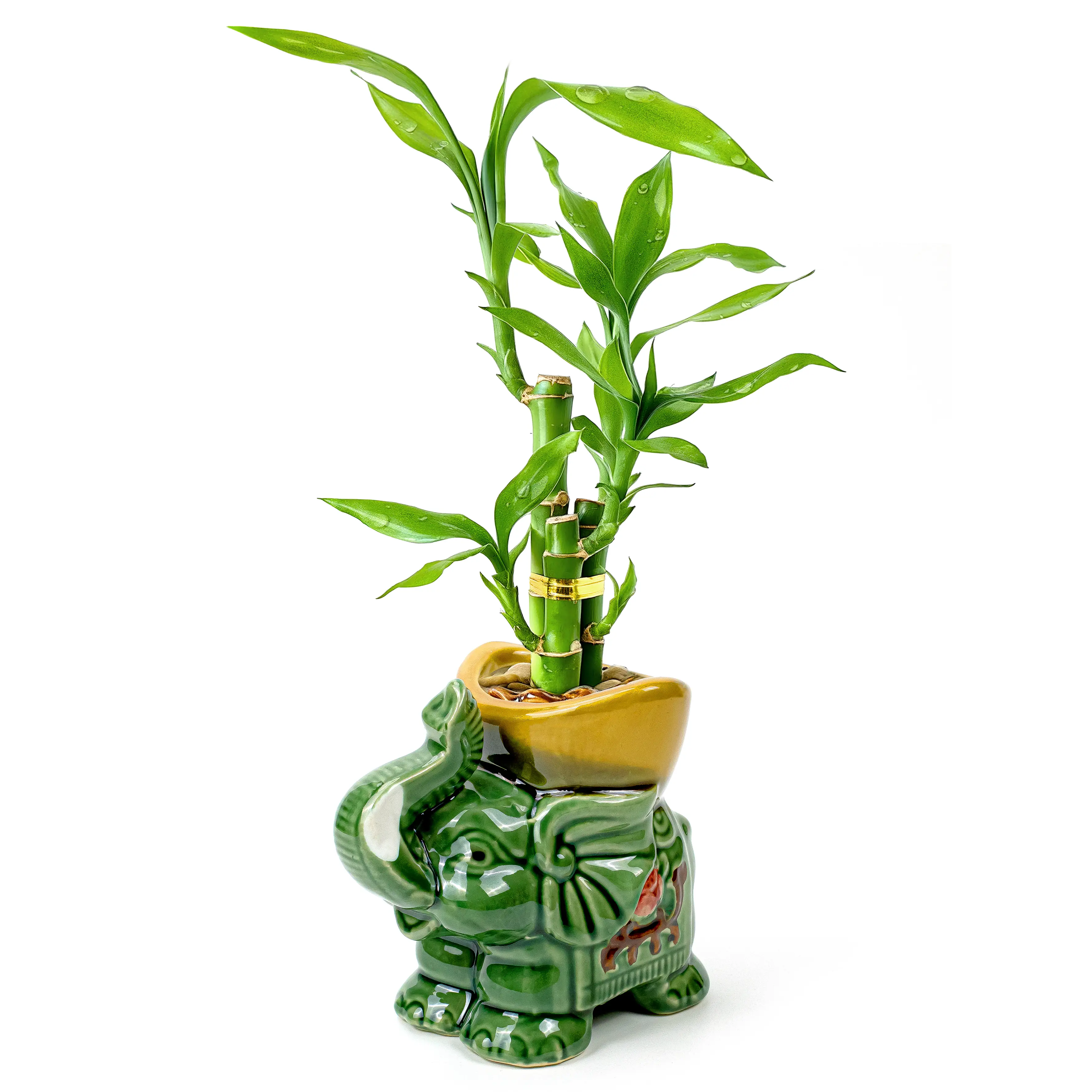 6"-8" Lucky Bamboo 3-Stalk Live Plant Set - Golden Fortune Elephant Pot & Pebbles