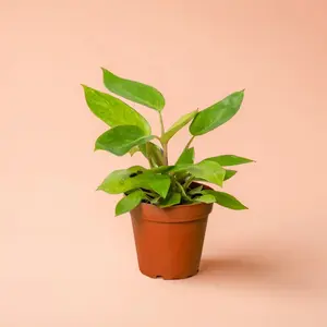 Philodendron Painted Lady- Indoor Live Plant, Striking Variegated Leaves, Rare Green, Yellow & Cream Mix, Medium, Air Purifying, Beginner Friendly