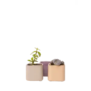 Svek Ceramic Indoor Succulent Pot