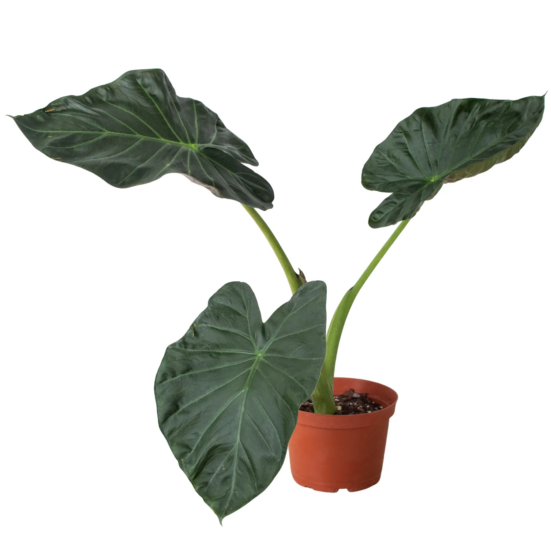 Alocasia 'Regal Shield', Alocasia odora x Alocasia reginula , Elephant Ear Plant, Live Houseplant, Indoor Plant