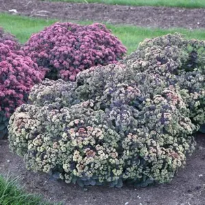 Night Light Stonecrop Sedum