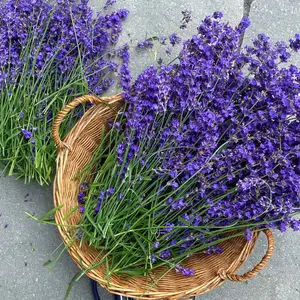 Lavender Seeds 1500 pcs for Planting Outdoors or Indoors, 90% Germination, Lavender Plants,  Heirloom Herb Seeds (1 Pack)