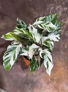 Calathea Fusion White in Grow Pot - Low Maintenance Best Indoor Plant - Variegated White Plant - Office Gift Plant with Pot -