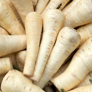 50 Parsnip Seeds