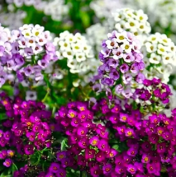 Alyssum Flower Seeds Mixed Color Sweet Alyssum Flowers for Planting Fragrant Annual Ground Cover Blooms for Garden Borders Containers and Pollinator Gardens