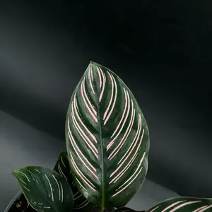Calathea Ornata | Pinstripe Prayer Plant | 6 In. Pot | House Plant | Live Plant