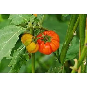 RARE ENDANGERED Rwandan Eggplant Seeds Extremely Rare Endangered Plant Species