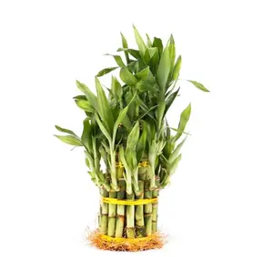 3 Tier 4" 6" 8" Lucky Bamboo stalks for Feng Shui (Total About 34 Stalks) The Most Elegant Bamboo with FREE Plant food